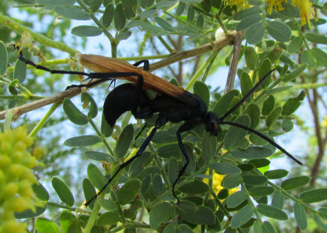 Tarantula Hawk>
<p>
Lime Green Lichens.
<br><img src=